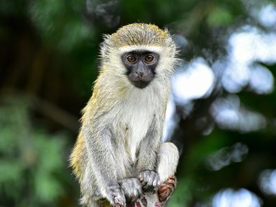 Why Predators and Prey Have Different Eyes