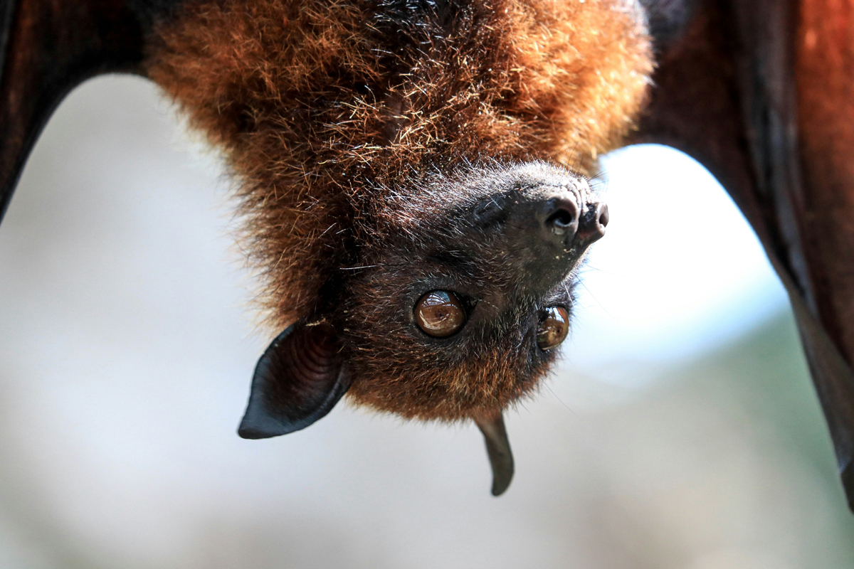 Close-up of a bat hanging upside down