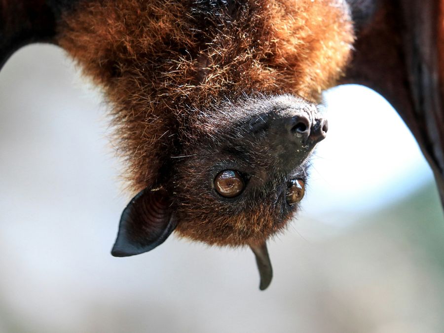 5 Animals With Senses Humans Don’t Have
