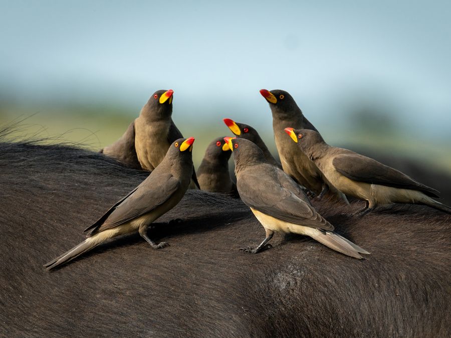 Why Do Some Animals Drink Blood?