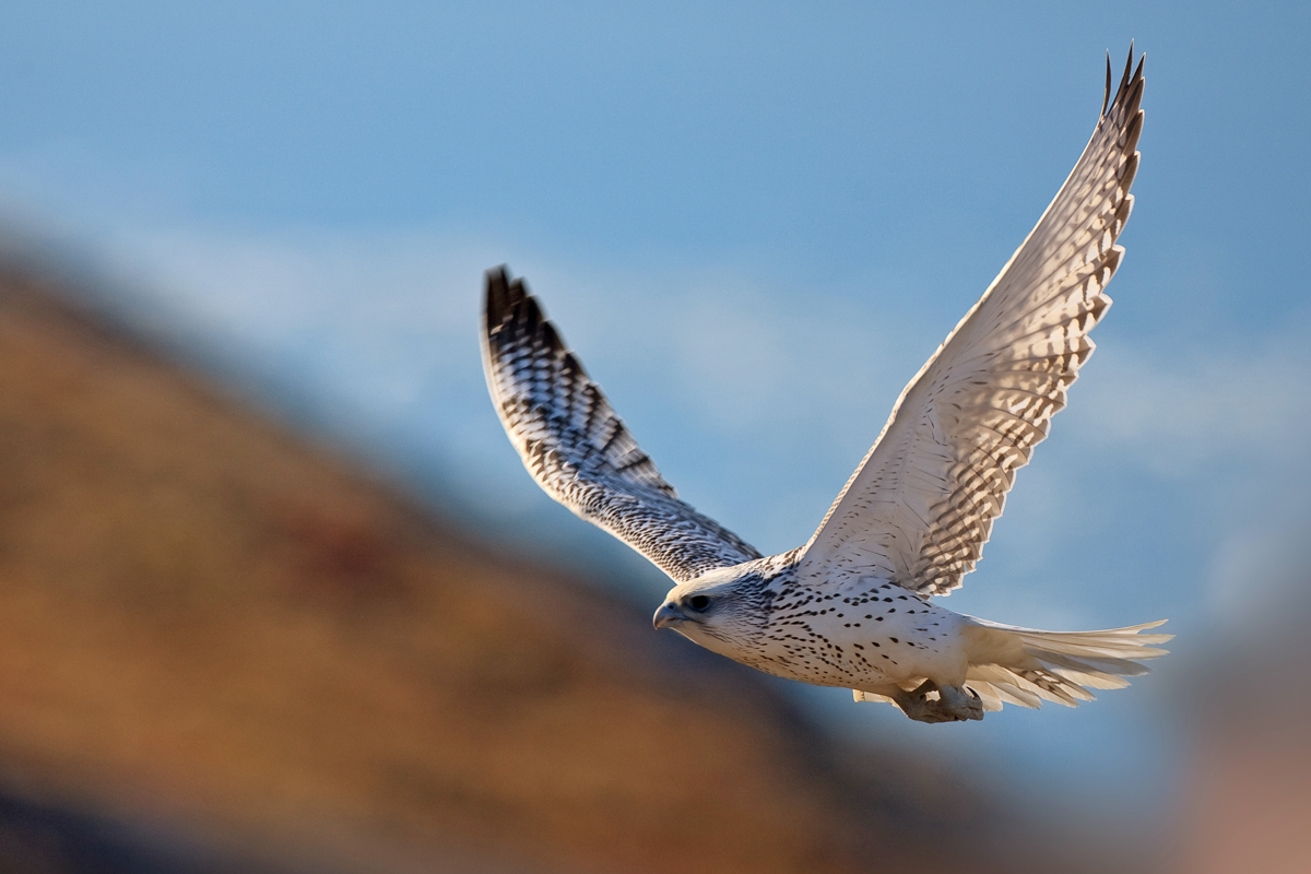 Gyrfalcon in flight