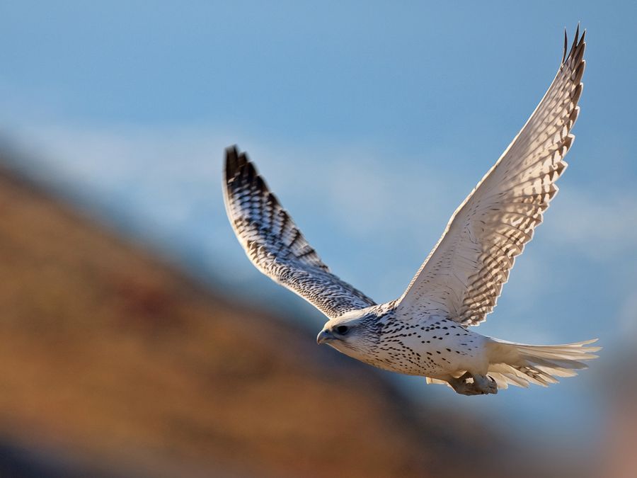 6 Animals as Fast as Cheetahs