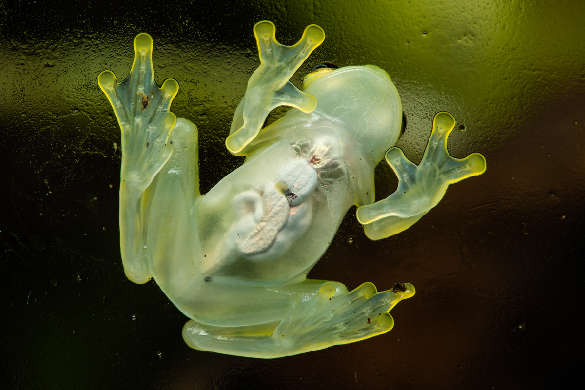 Glass frog with visible internal organs