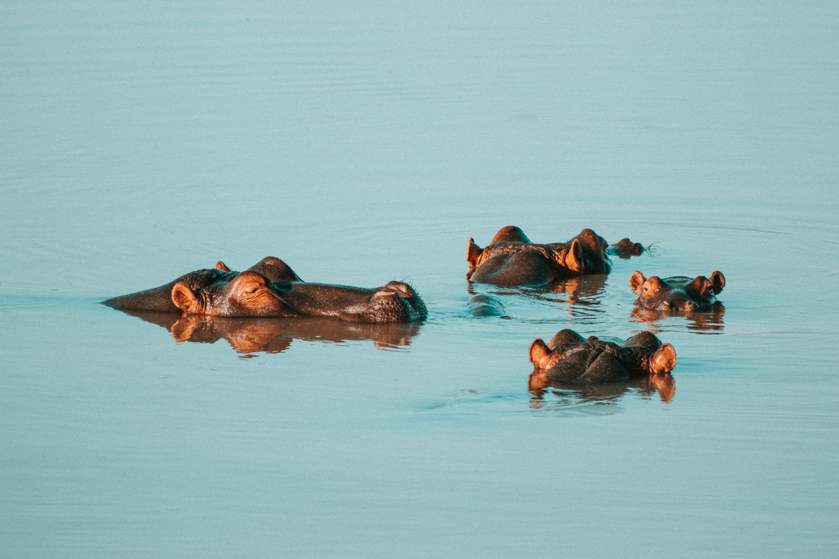 The tops of four hippo heads barely peeking out of the surface of still water