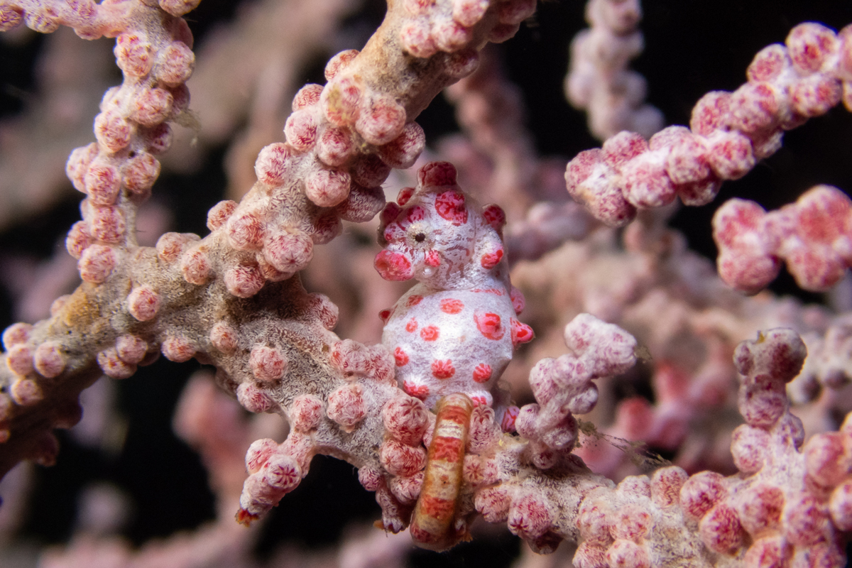 Pygmy seahorse blending into coral