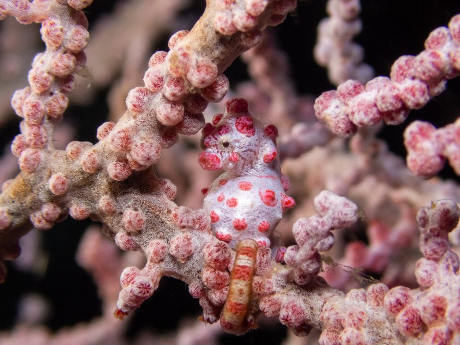 5 Animals That Are Essentially Invisible
