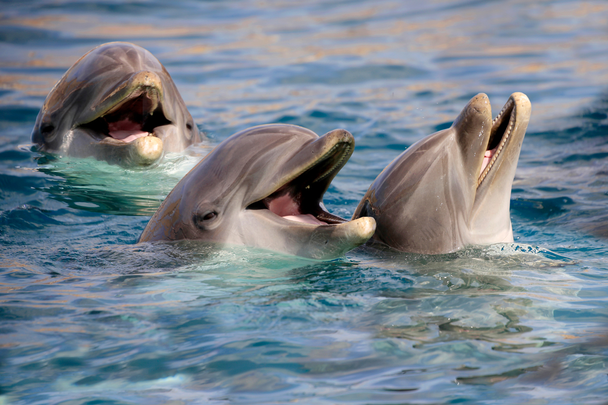Dolphins laughing with each other