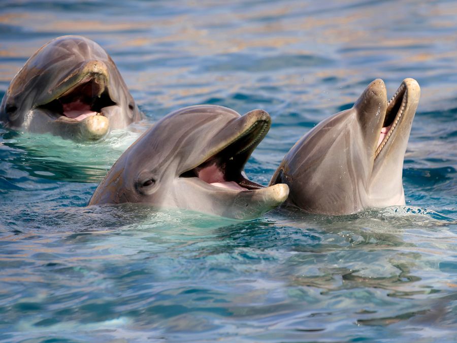 6 Animals That Laugh
