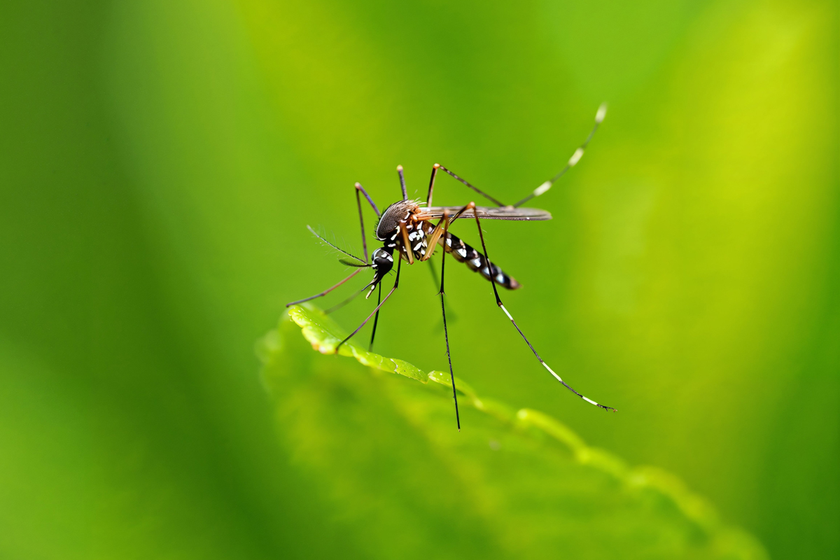 An up-close picture of a mosquito on a green leaf