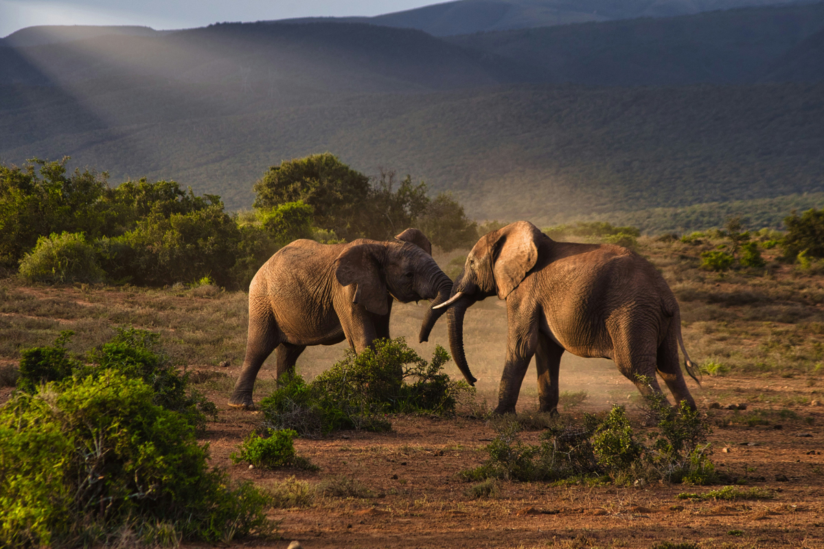 Two elephants playing in a savannah