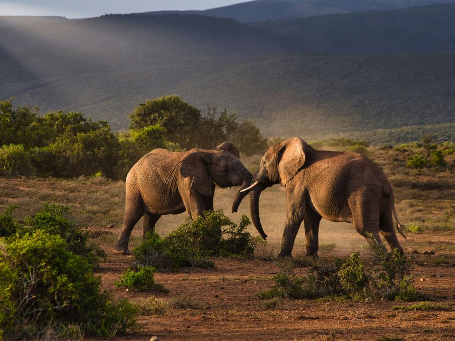 6 of the Most Sensitive Noses in Nature