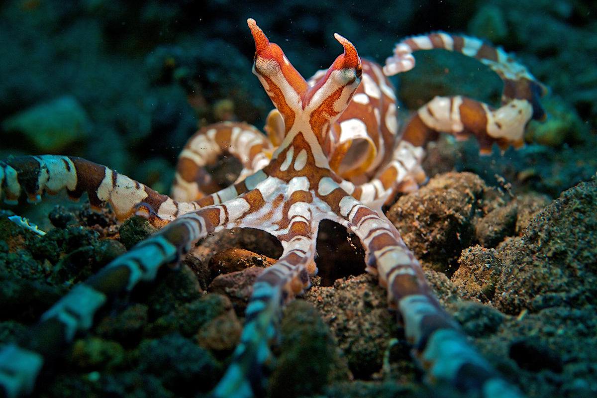 A picture of an orange striped octopus crawling over rocks under the ocean