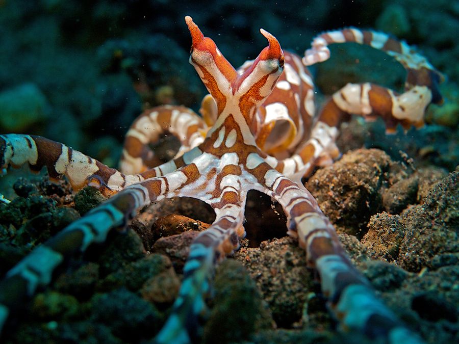 What It’s Like to Be an Octopus