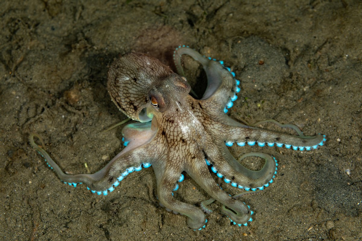 A picture of a brown octopus with glowing turquoise tentacles crawling on the muddy sea floor