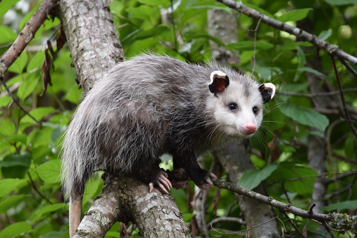 A picture of a grey and white opossum in a tree