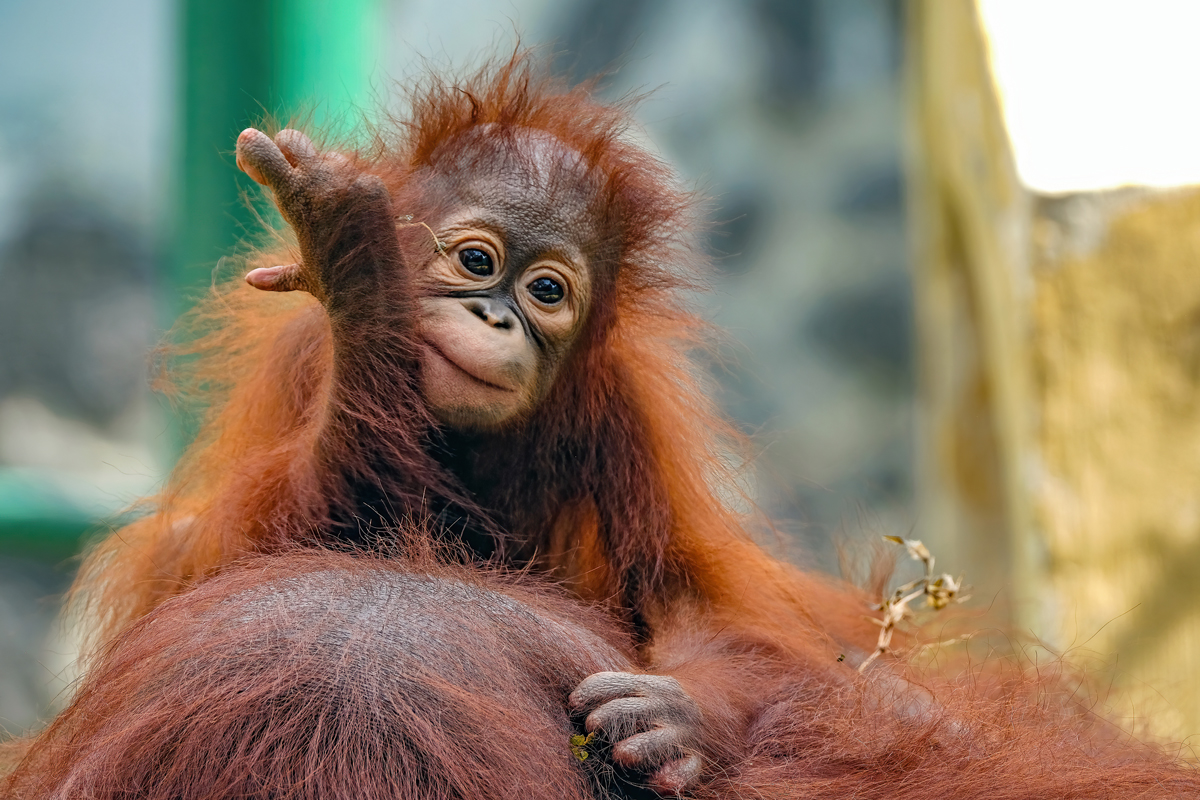 A baby orangutan hanging onto its mother's head