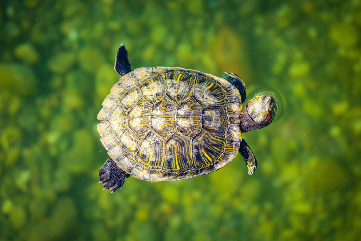 An aerial view of a turtle swimming on the surface of green water