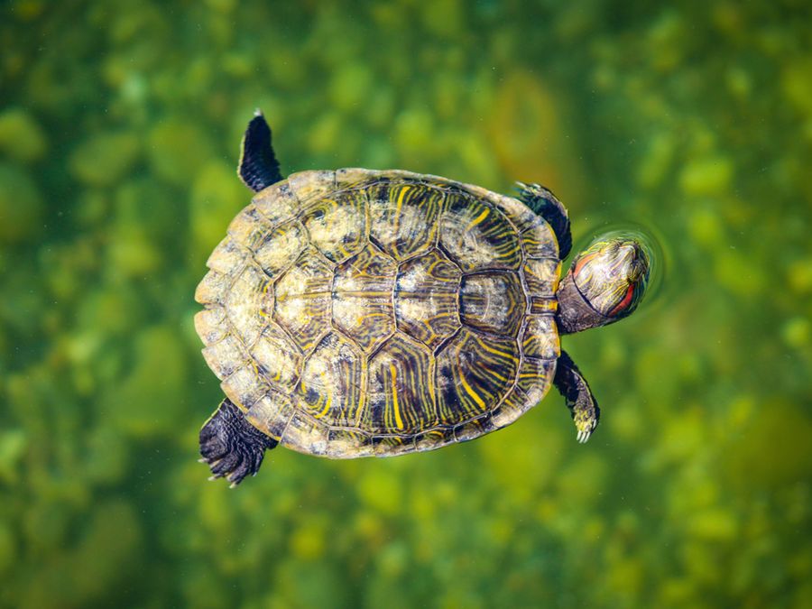 How Do Animals Hold Their Breath So Long?