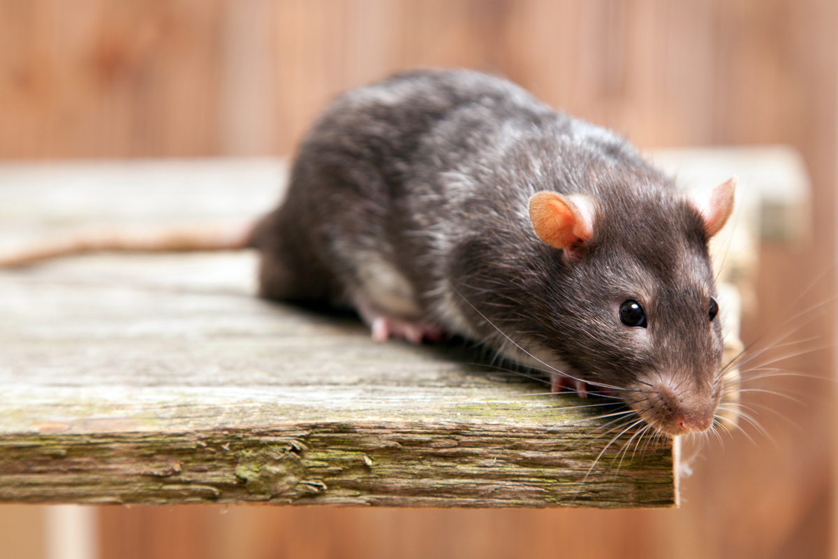 A picture of a grey rat sitting on a wooden table