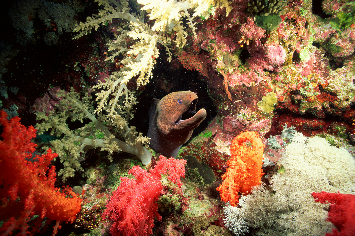 A picture of an eel peeking out of a cave in a reef.