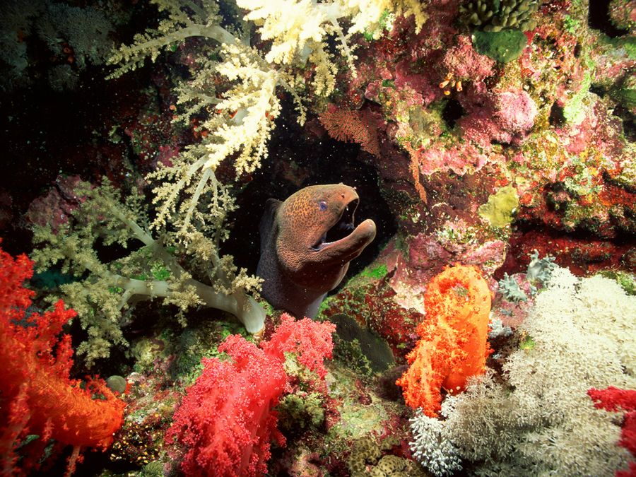 5 Fascinating Fish Only Found in Reefs