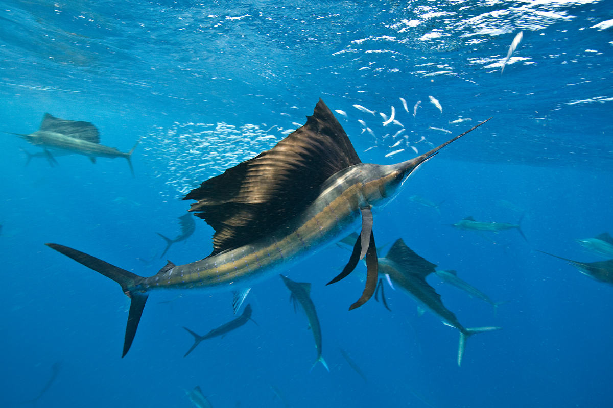 Sailfish swimming