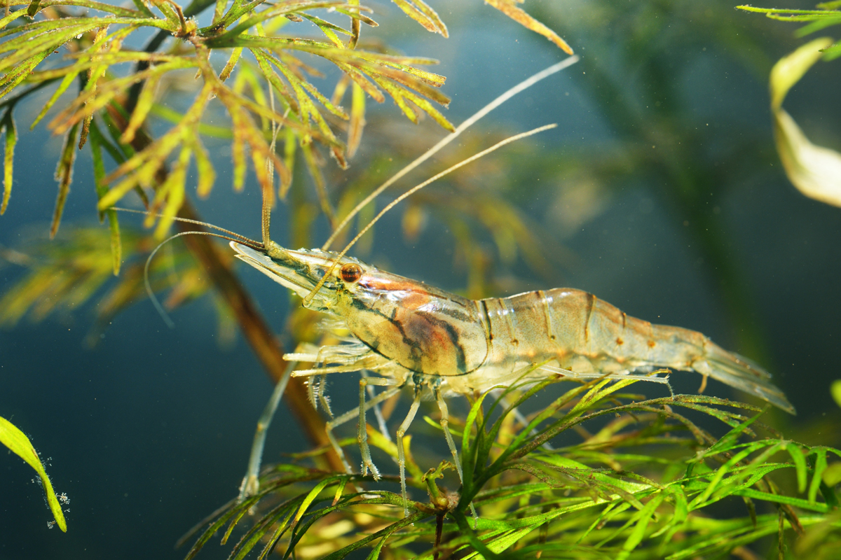 A shrimp climbing over an underwater plant