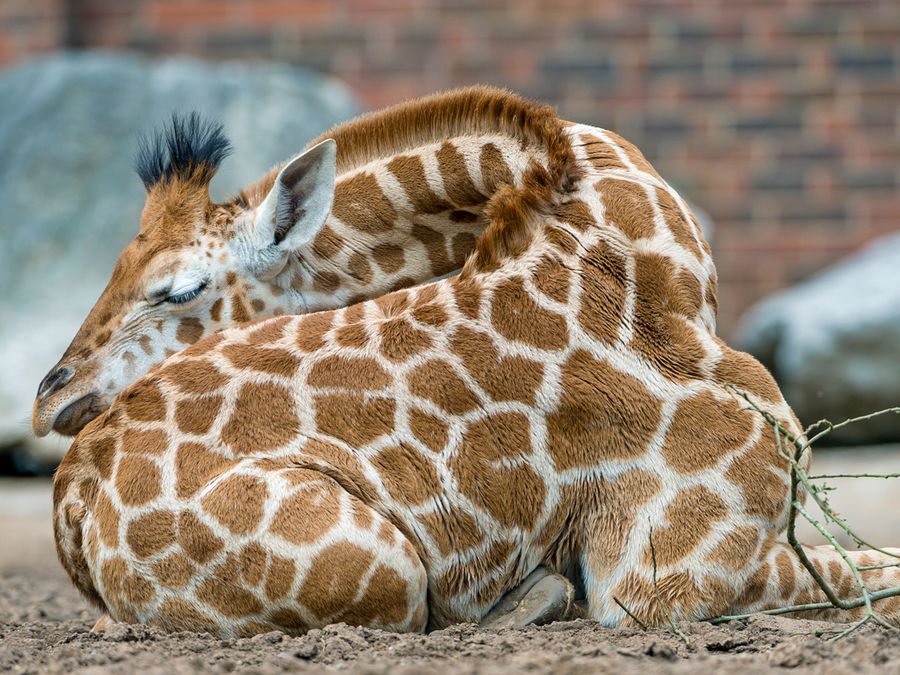 7 Animals With Odd Sleep Habits