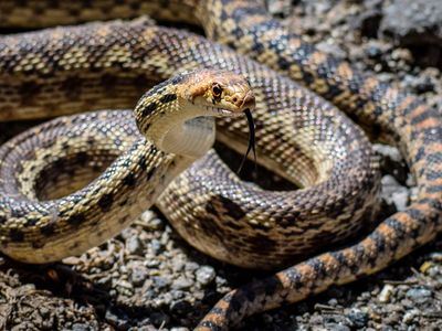 5 Friendly Snakes Hanging Out In Your Neighborhood
