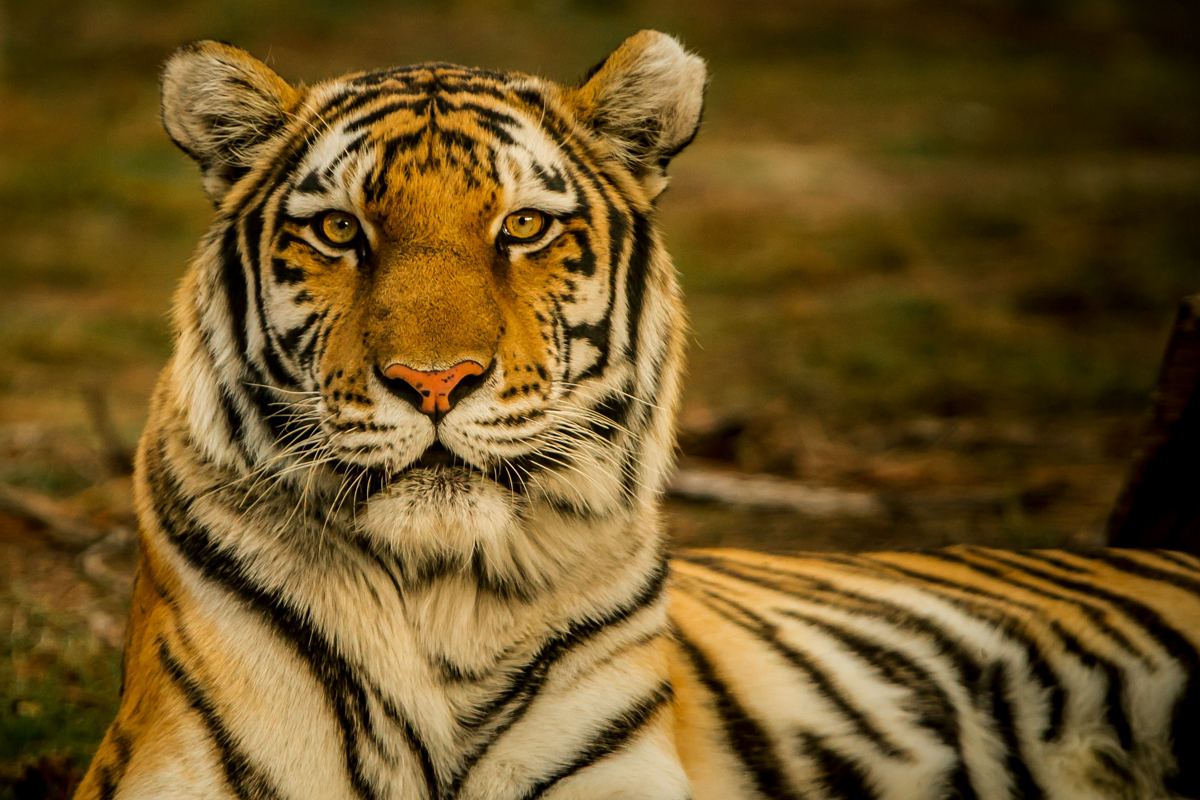 Close-up of tiger