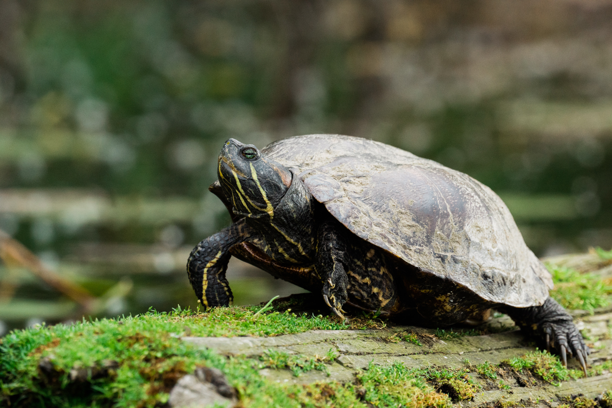 A picture of a turtle sitting on a moss-covered log