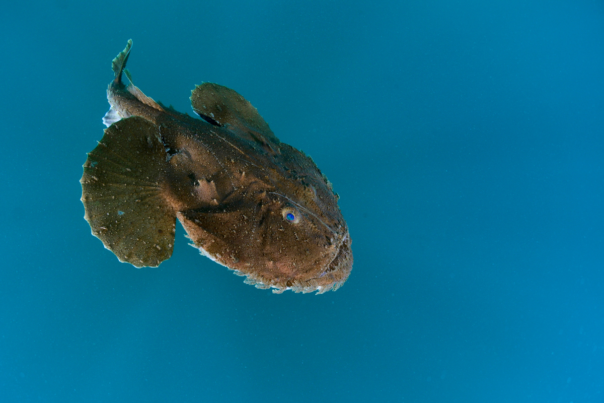 Anglerfish swimming