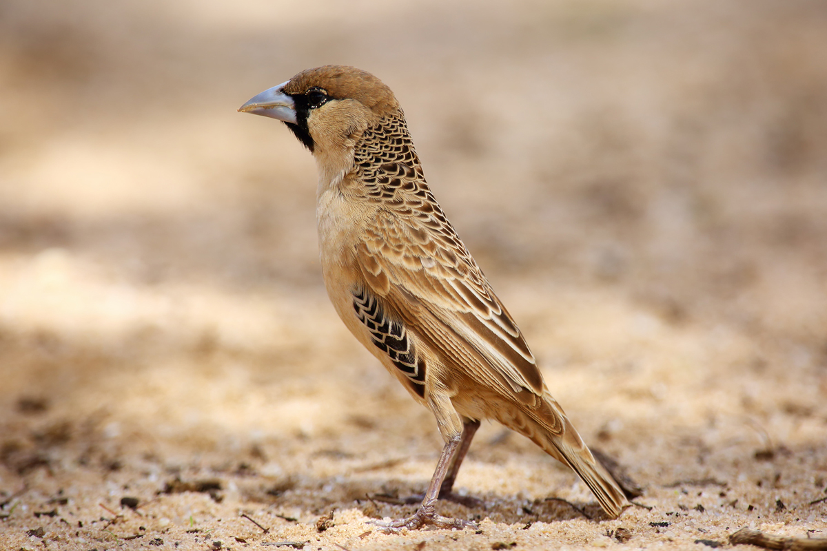 Sociable weaver standing on the ground
