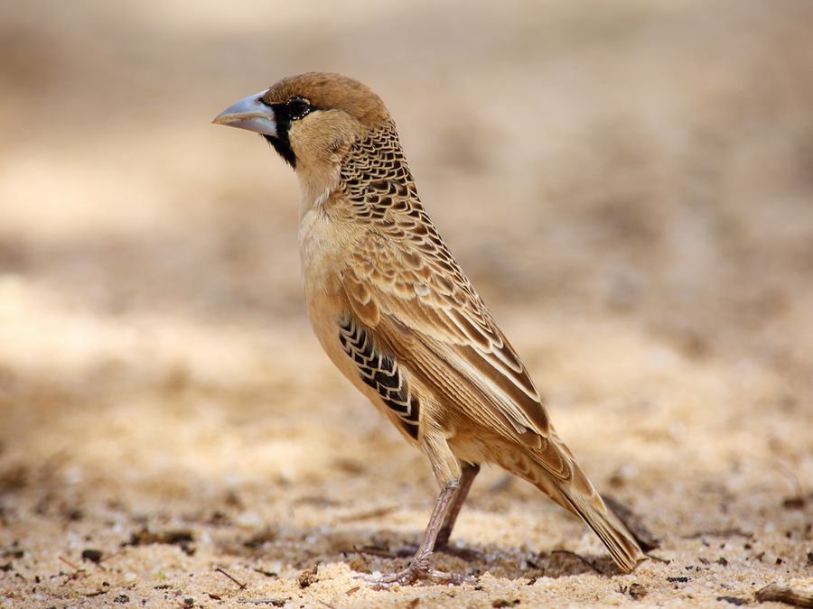 5 of the Animal Kingdom’s Most Impressive Architects