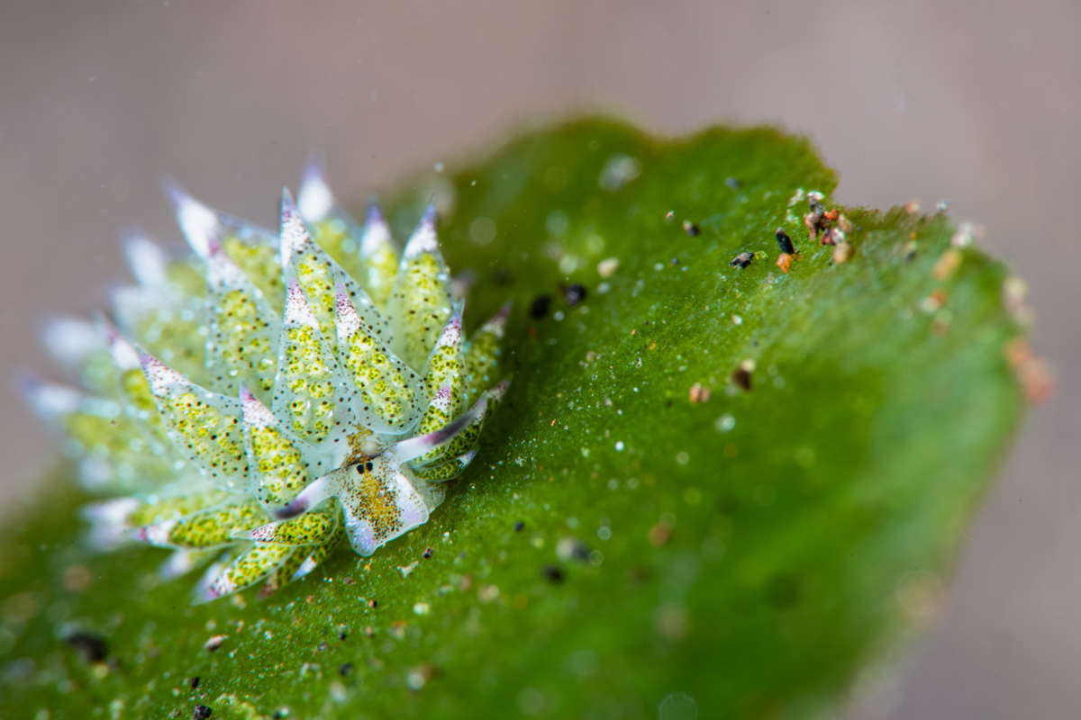 Close-up of leaf sheep slug