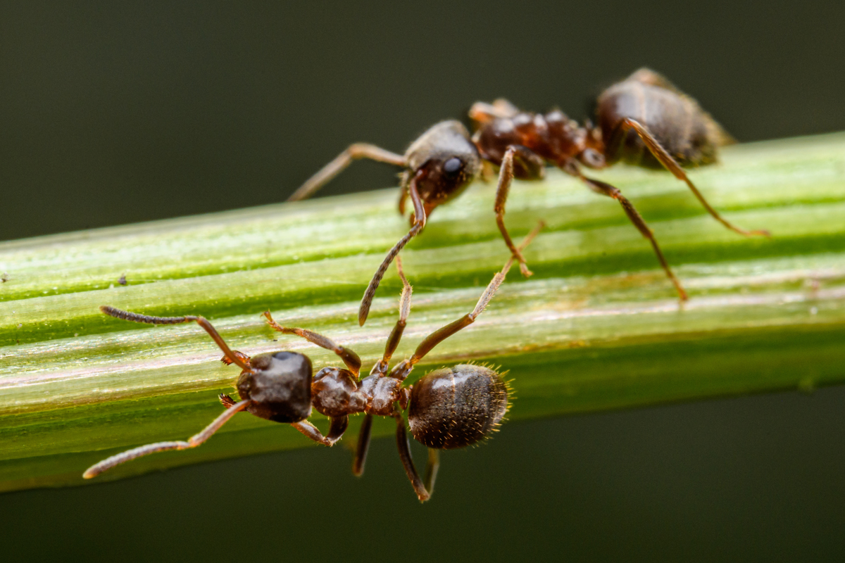Ants climbing on a plant