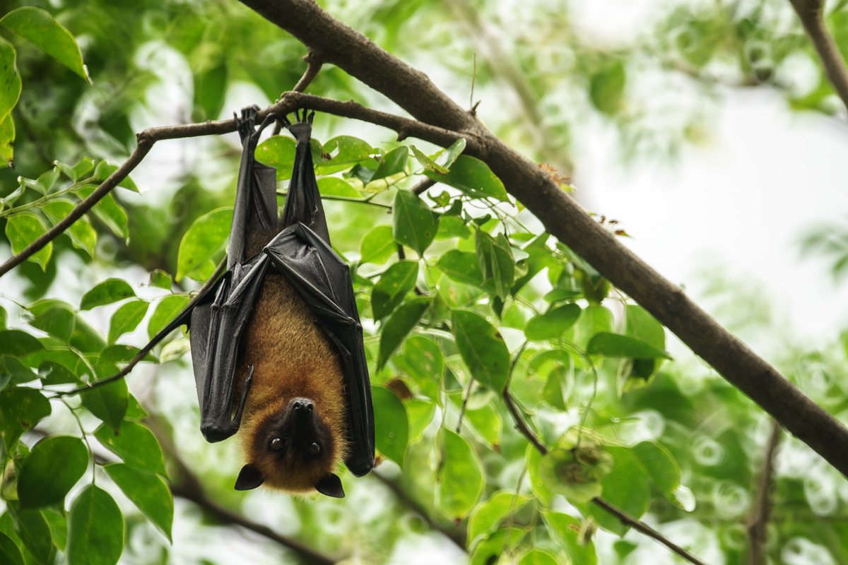 Bat hanging upside down on a branch