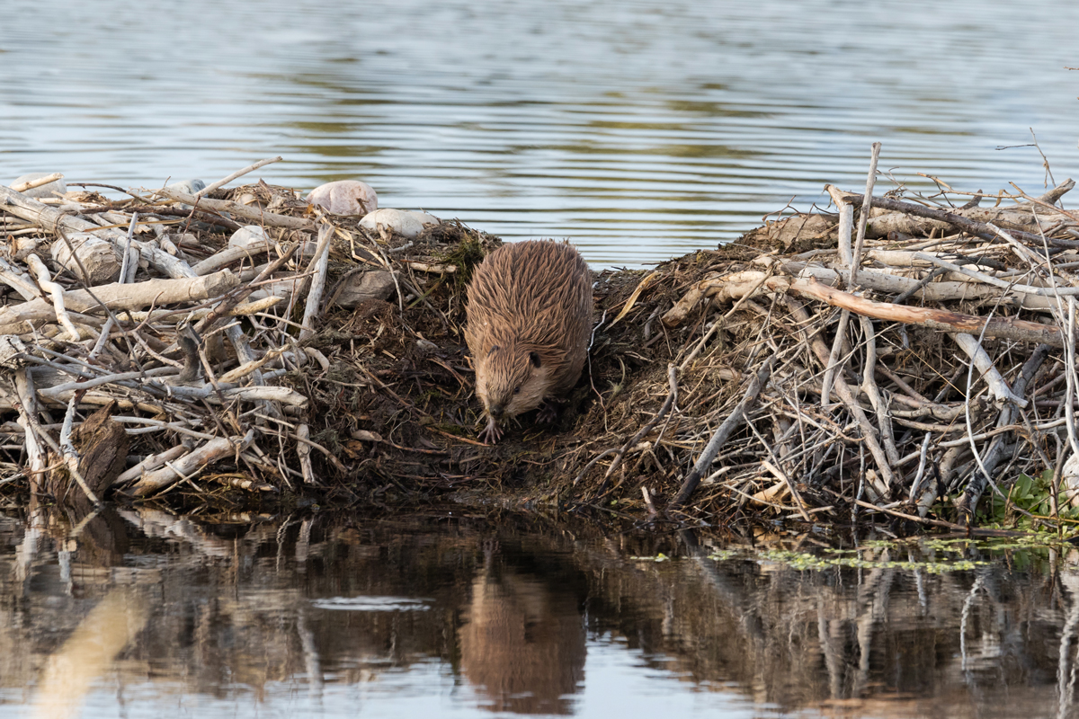Beaver walking on its dam