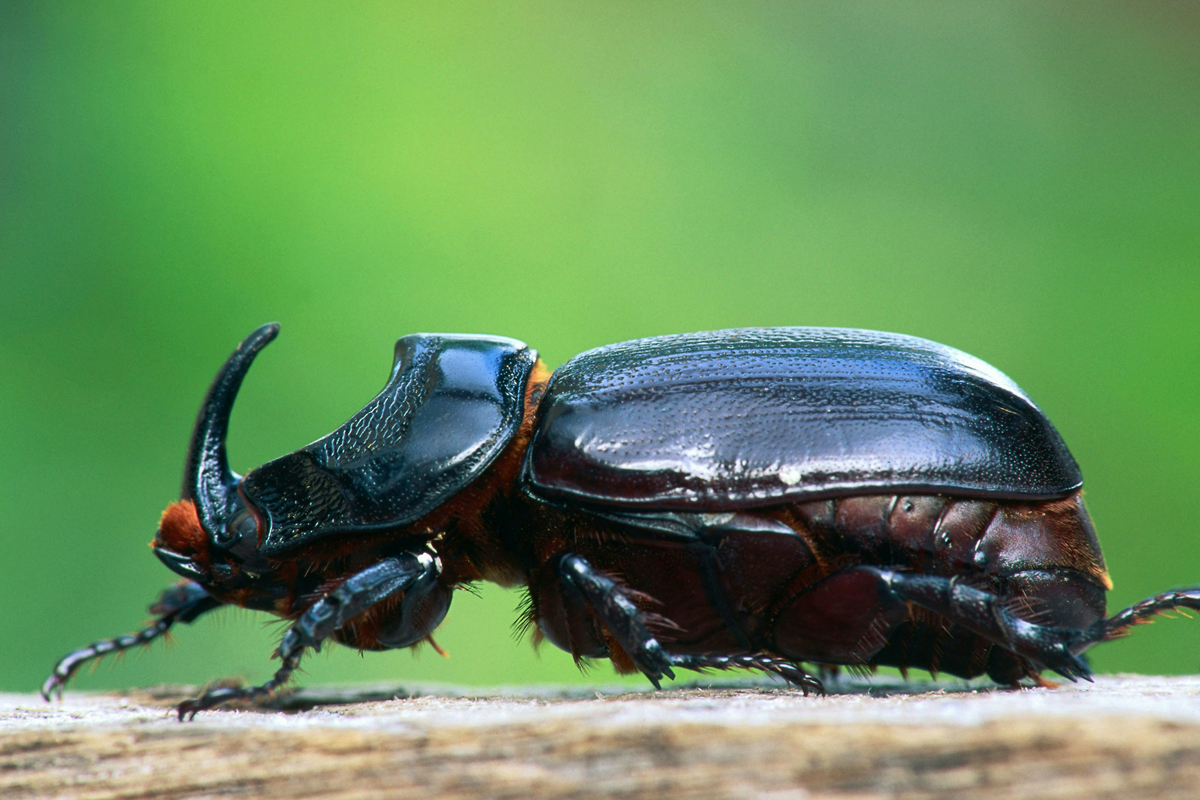 Close-up of a beetle