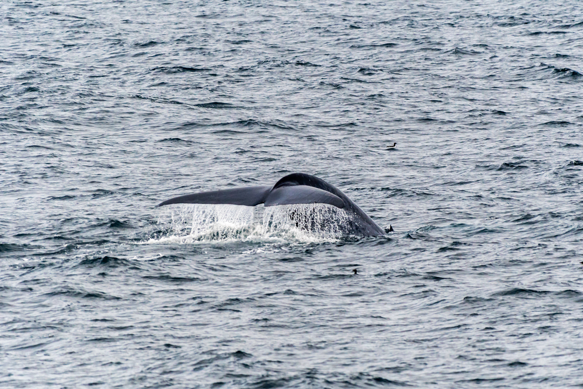 Blue Whale fin breaching the ocean surface