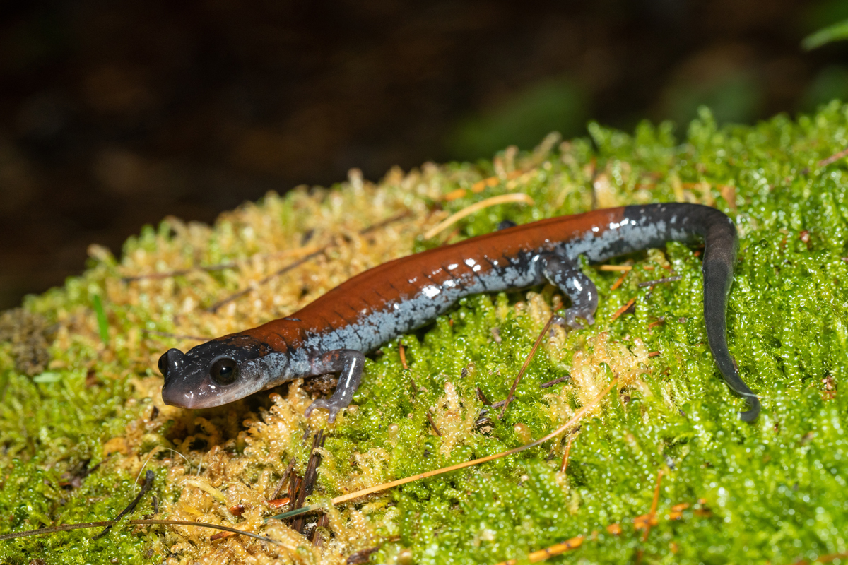 Lungless salamander