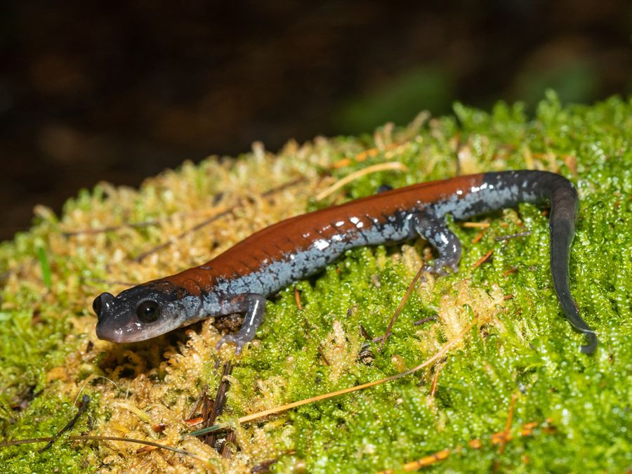 6 Bizarre Ways Animals Breathe (or Don’t!)