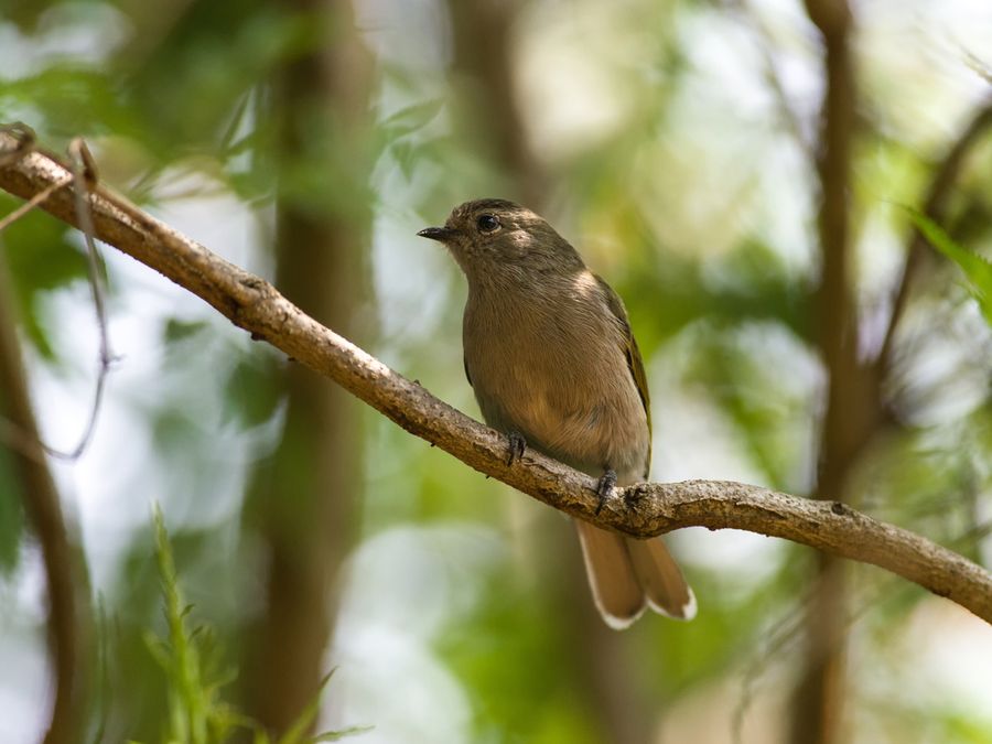 5 Animals That Can Communicate With Humans