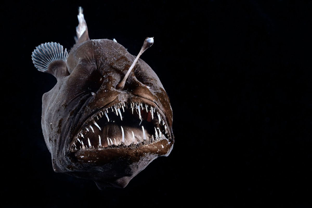 Close-up of a deep-sea fish