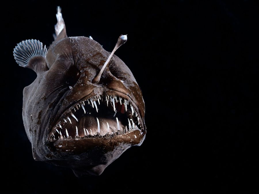 Why Do Deep-Sea Fish Look So Scary?