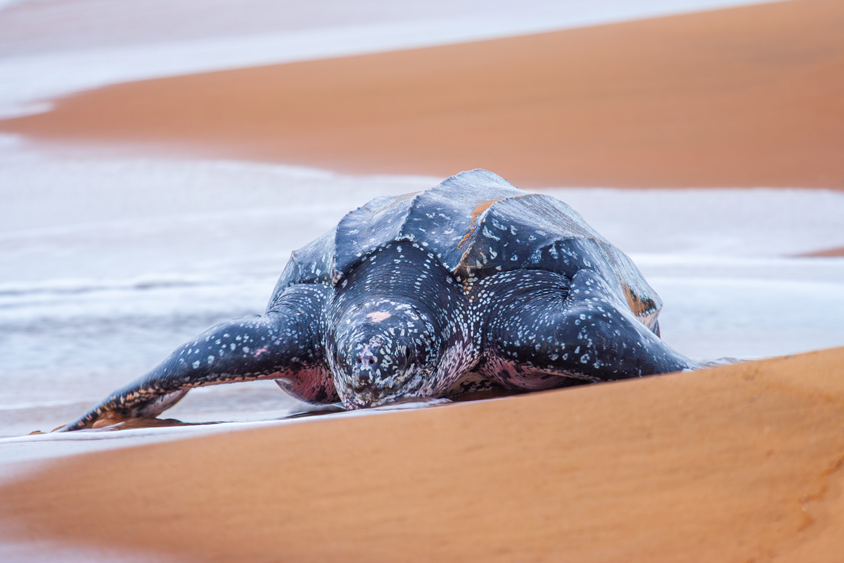 Sea turtle lying on the beach
