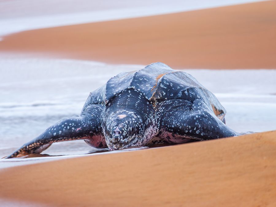 5 Animals That Eat the Most Bizarre Foods