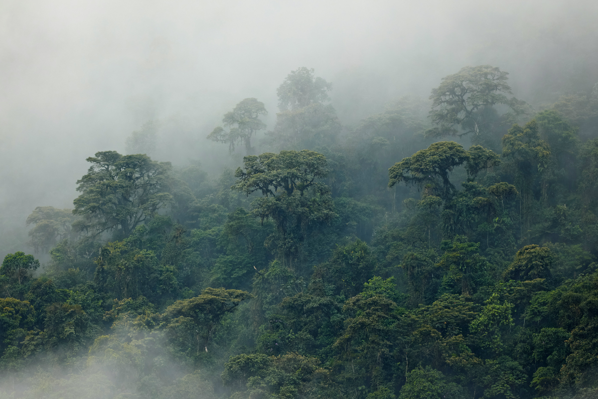 Dense and misty rainforests