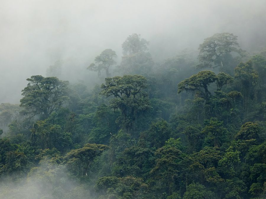 How Are New Animal Species Discovered?