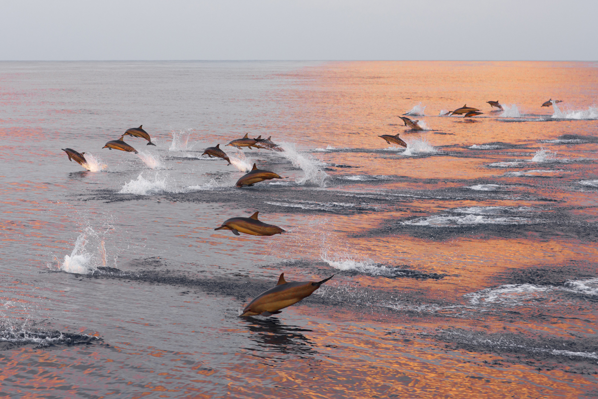 Large group of dolphins jumping out of the ocean